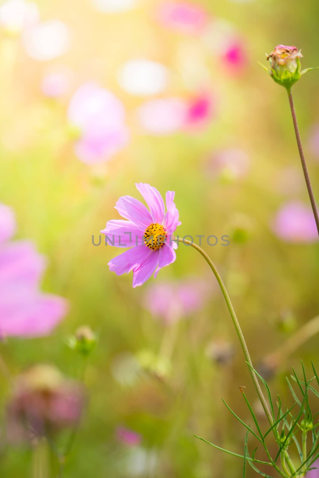 The background image of the colorful flowers, background nature