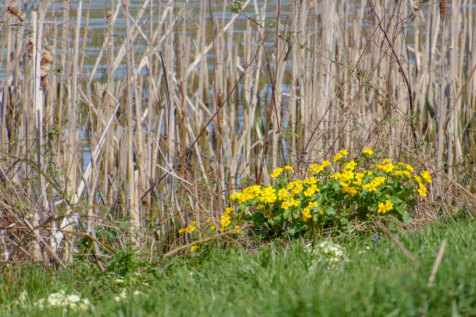 Marsh Marigold (Caltha palustris) Flowering in Springtime by phil_bird