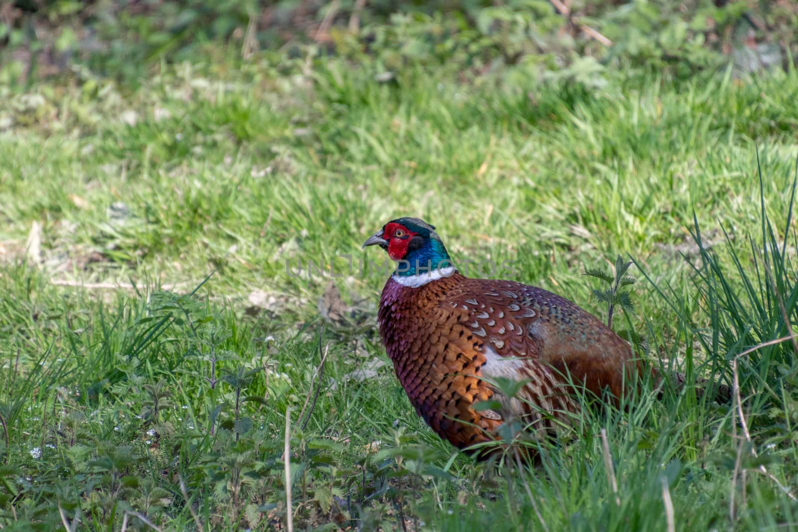 Common Pheasant (phasianus colchicus) at Weir Wood Reservoir by phil_bird