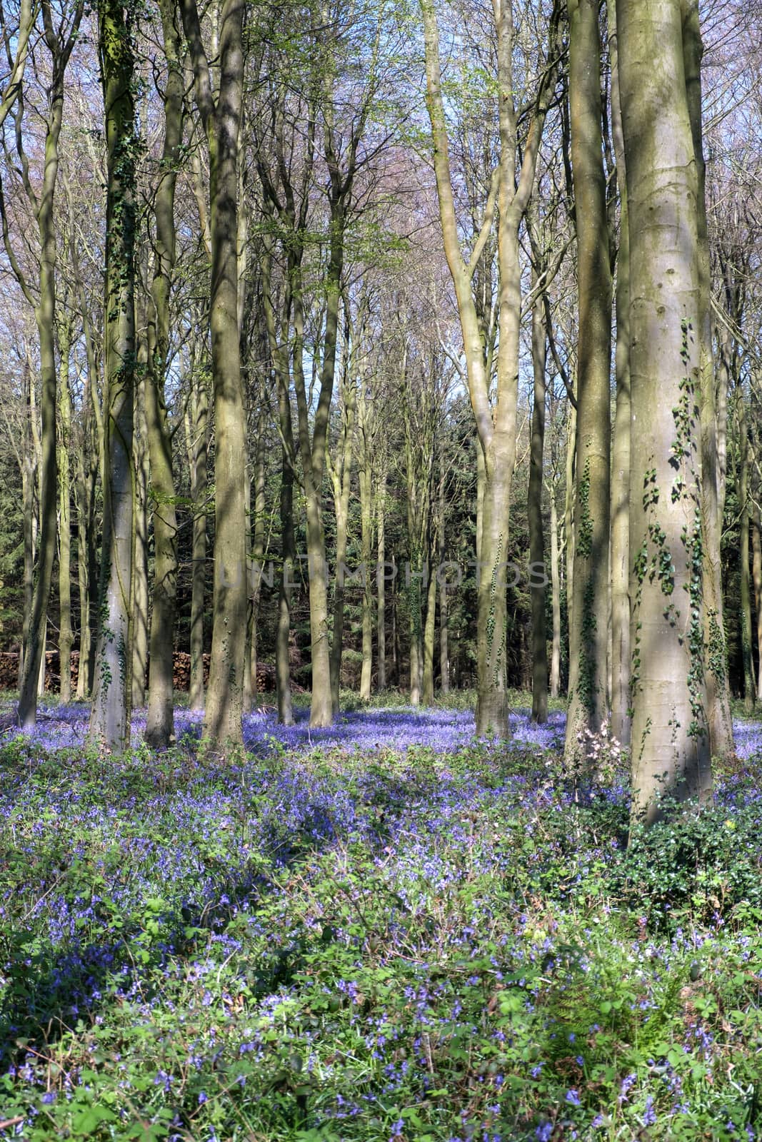 Bluebells in Wepham Wood by phil_bird