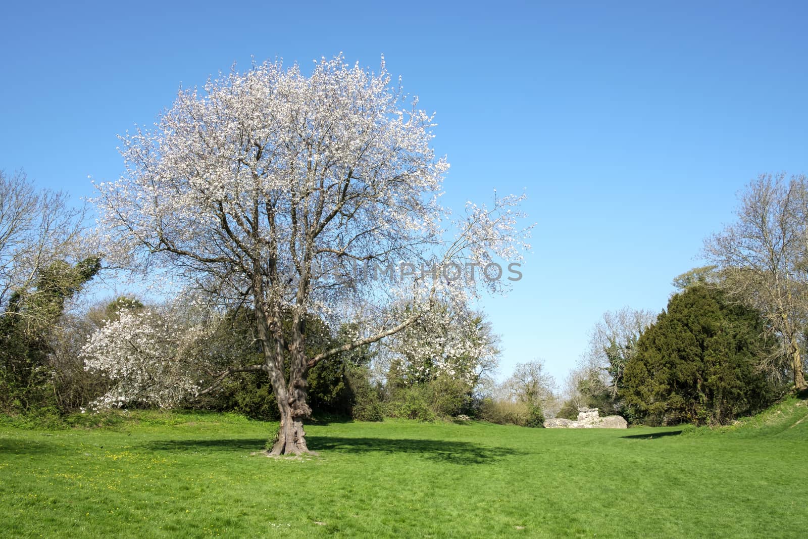 A Wild Cherry Tree (prunus avium) by phil_bird