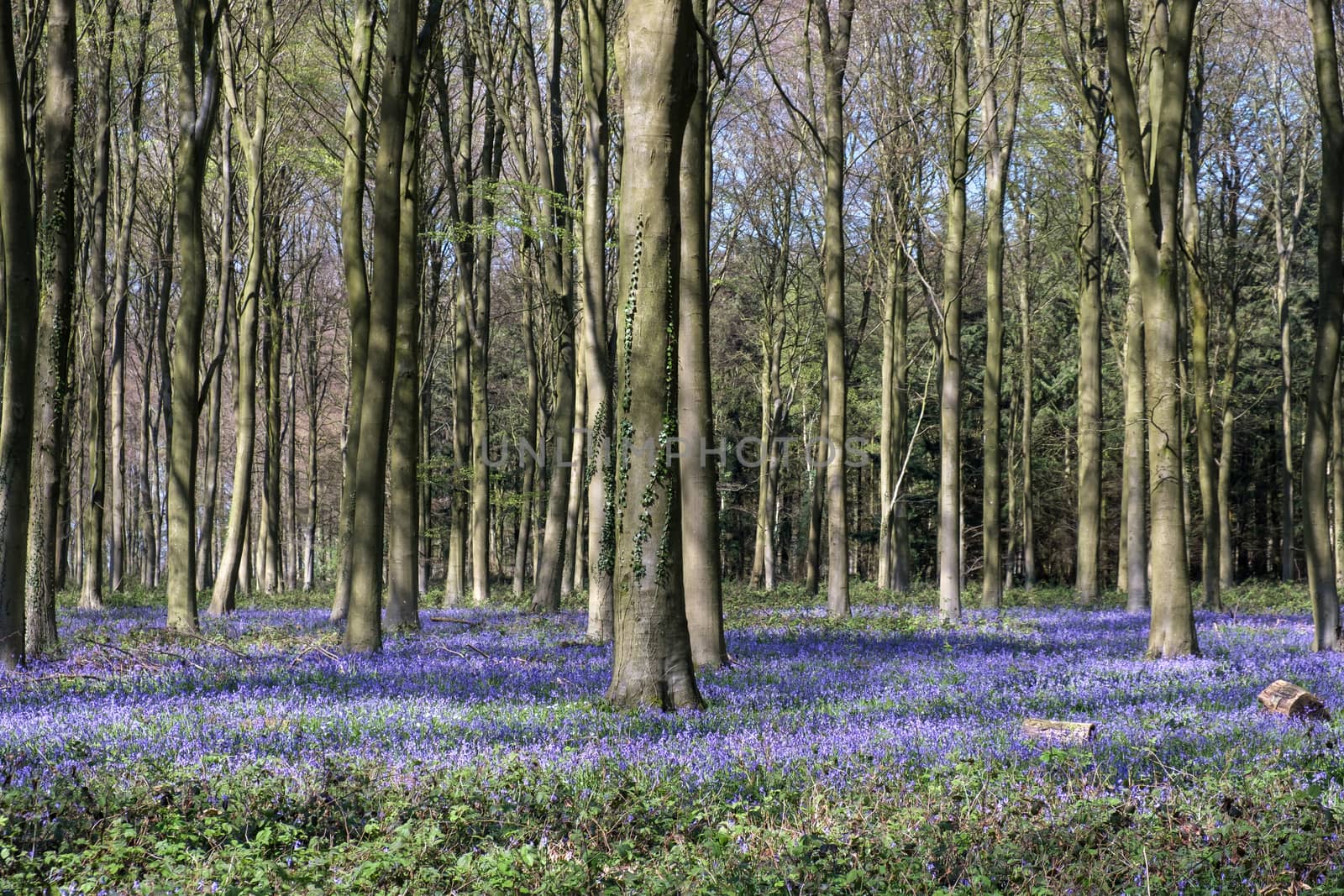 Bluebells in Wepham Wood