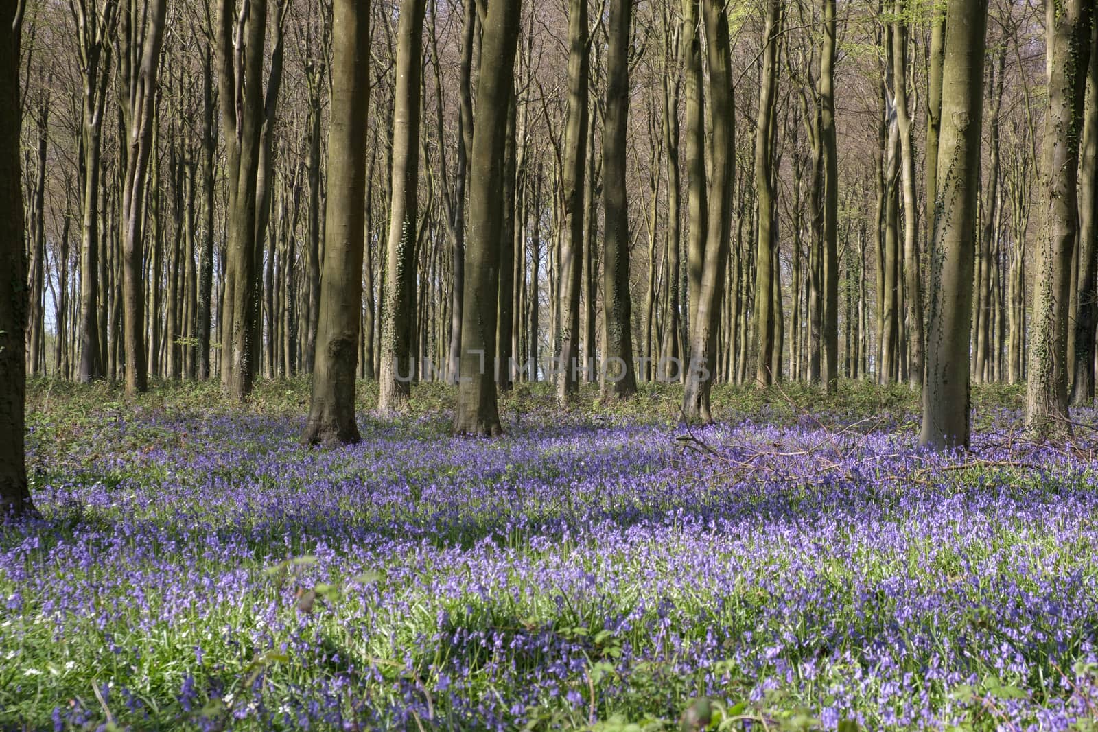 Bluebells in Wepham Wood by phil_bird