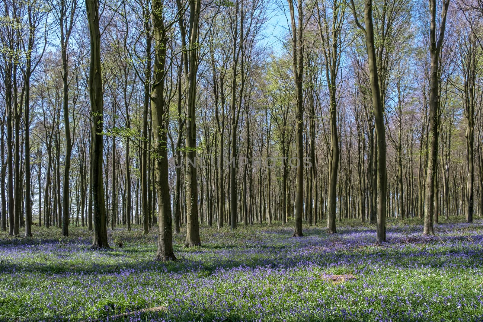 Bluebells in Wepham Wood by phil_bird