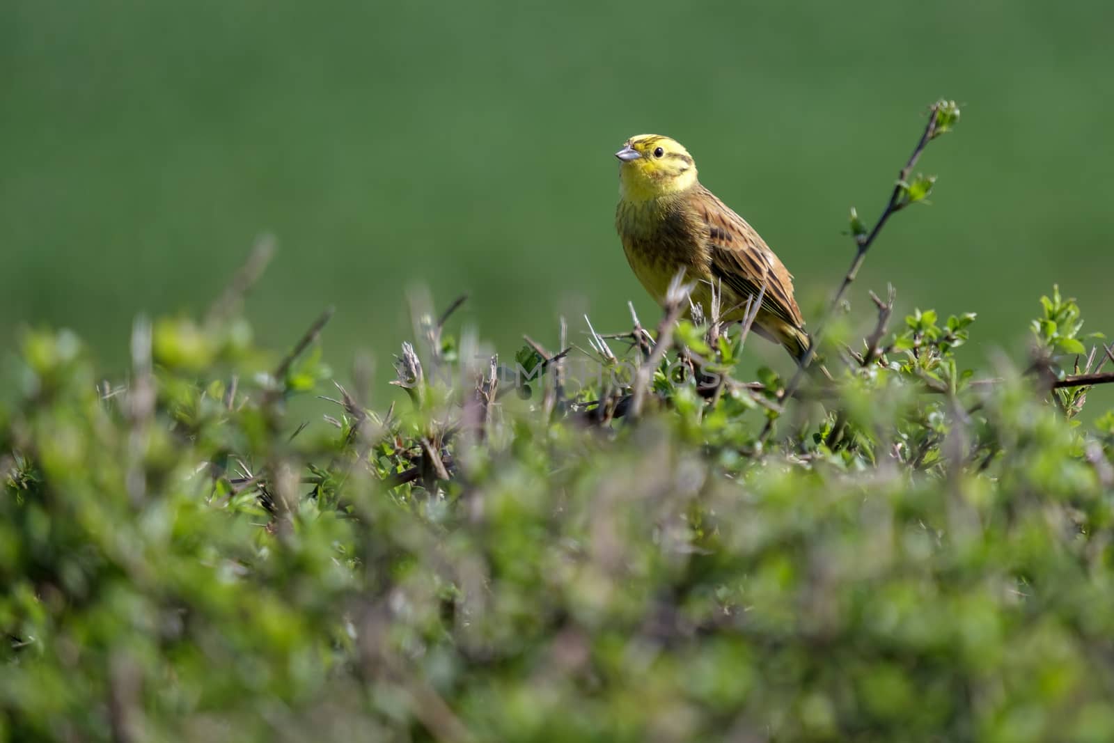 Yellowhammer (Emberiza citrinella) by phil_bird