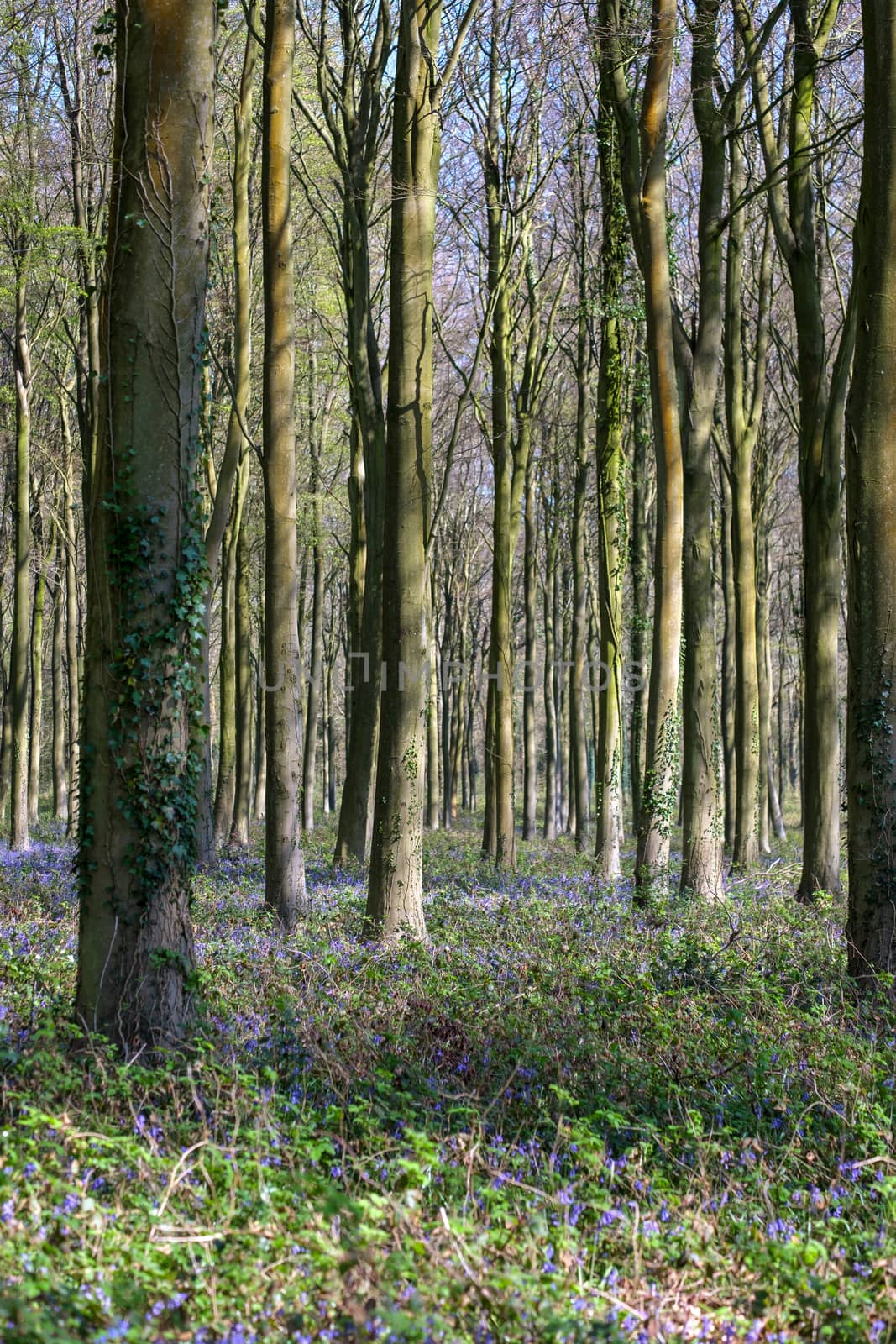 Bluebells in Wepham Wood by phil_bird