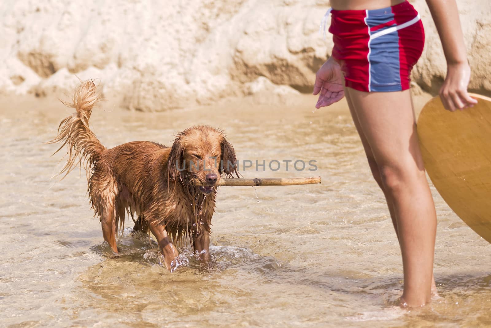 Fantasy dog plays on the beach with sea water.