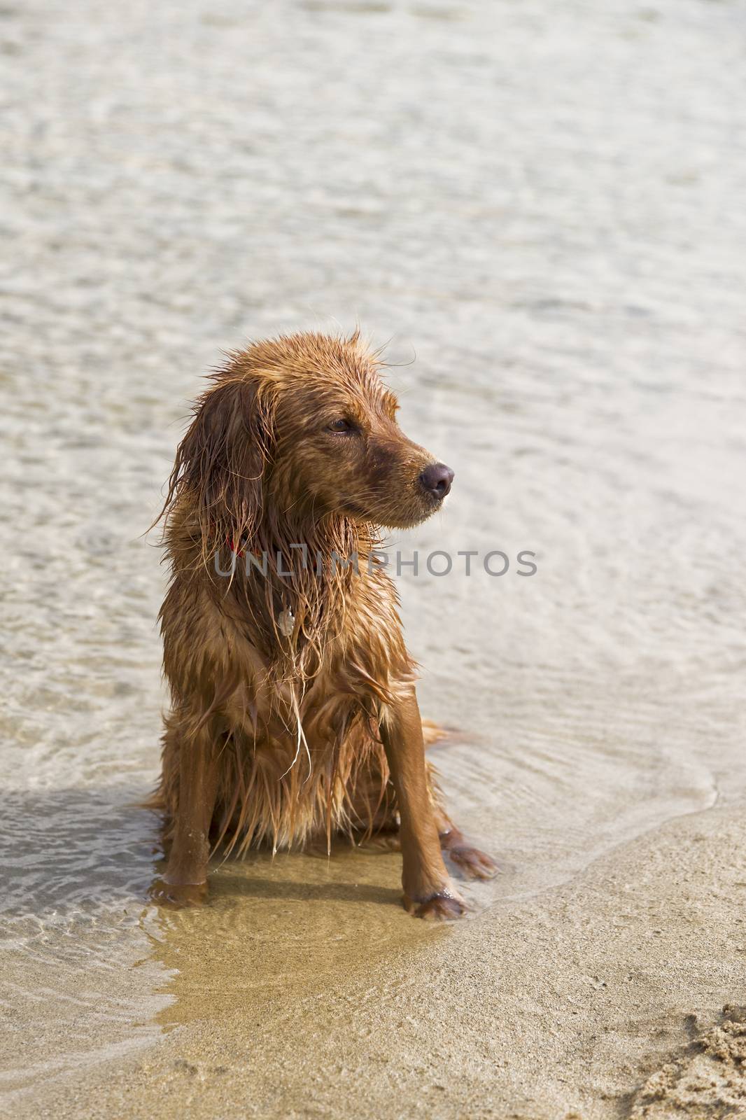 Fantasy dog plays on the beach with sea water.