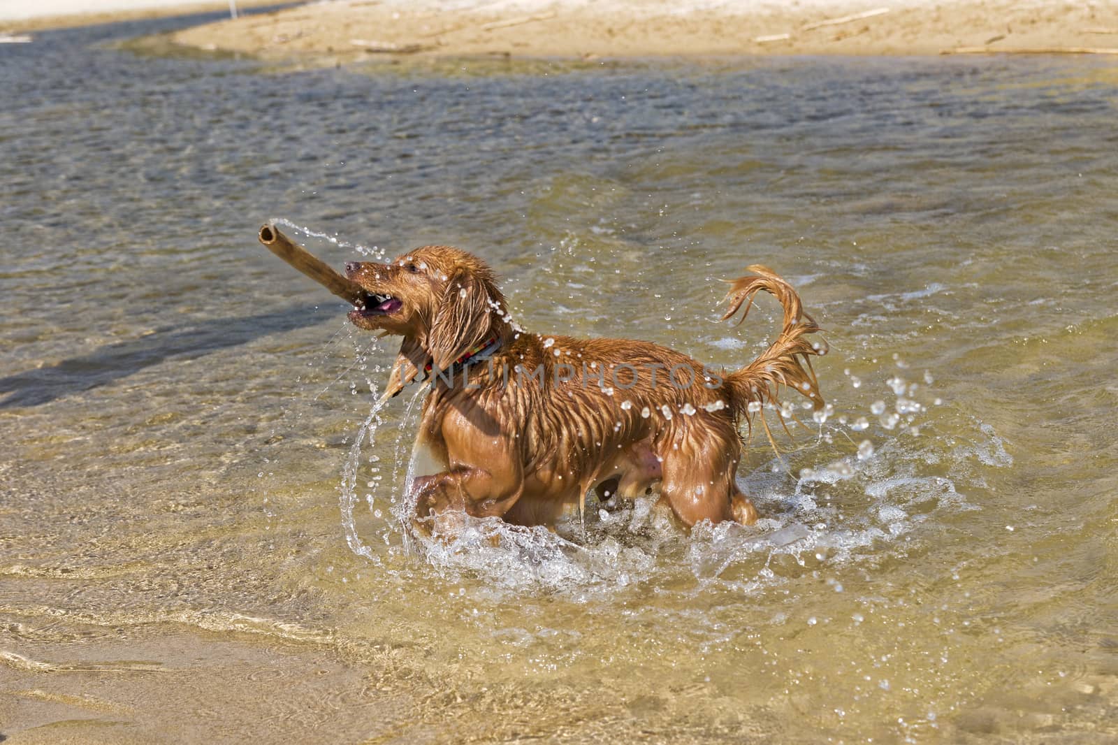 Fantasy dog plays on the beach with sea water.