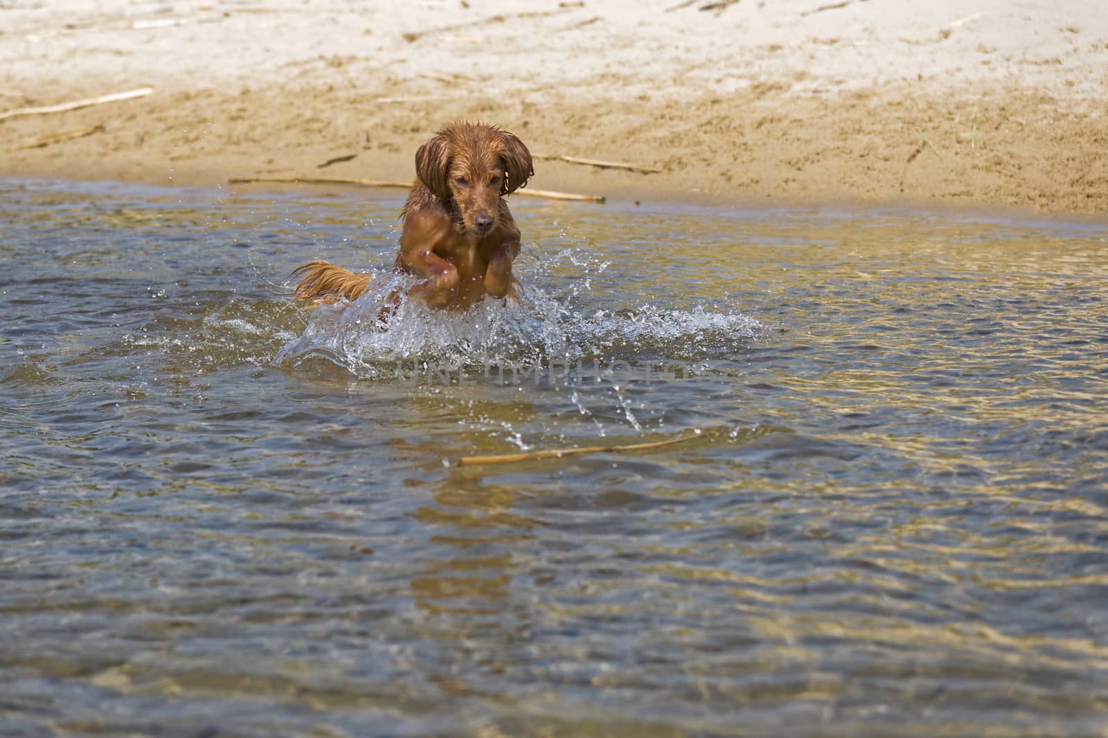 Fantasy dog plays on the beach with sea water.