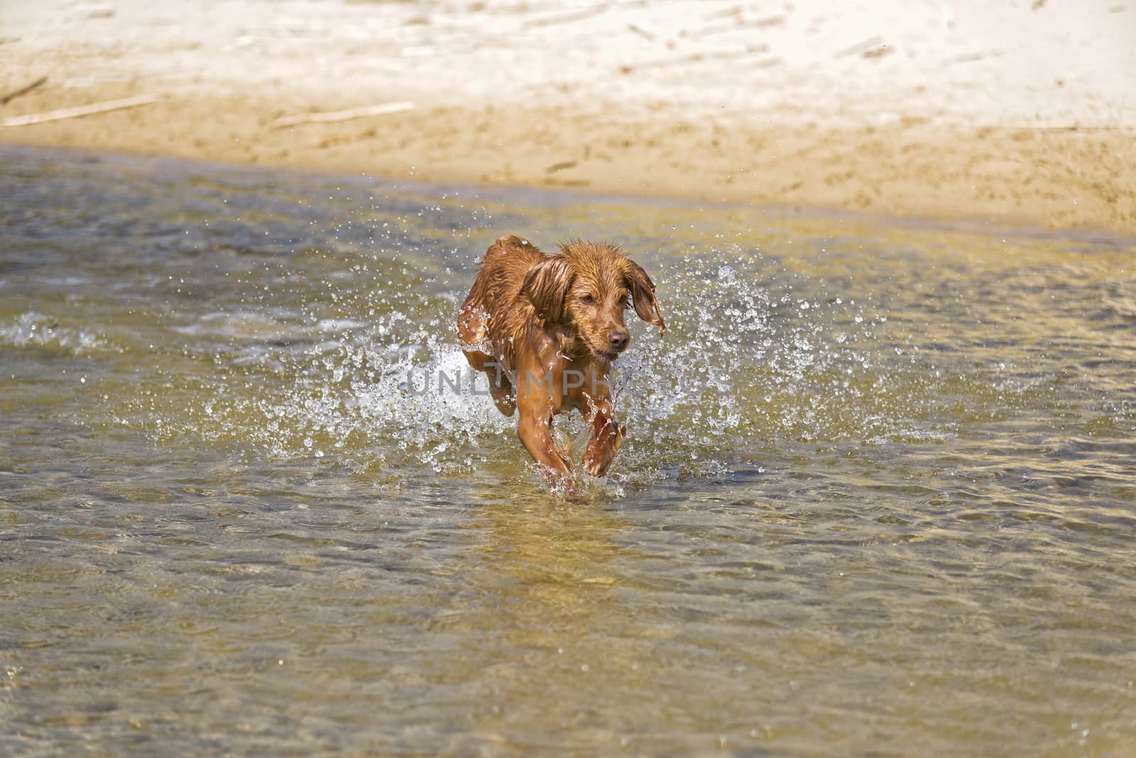 Fantasy dog plays on the beach with sea water.