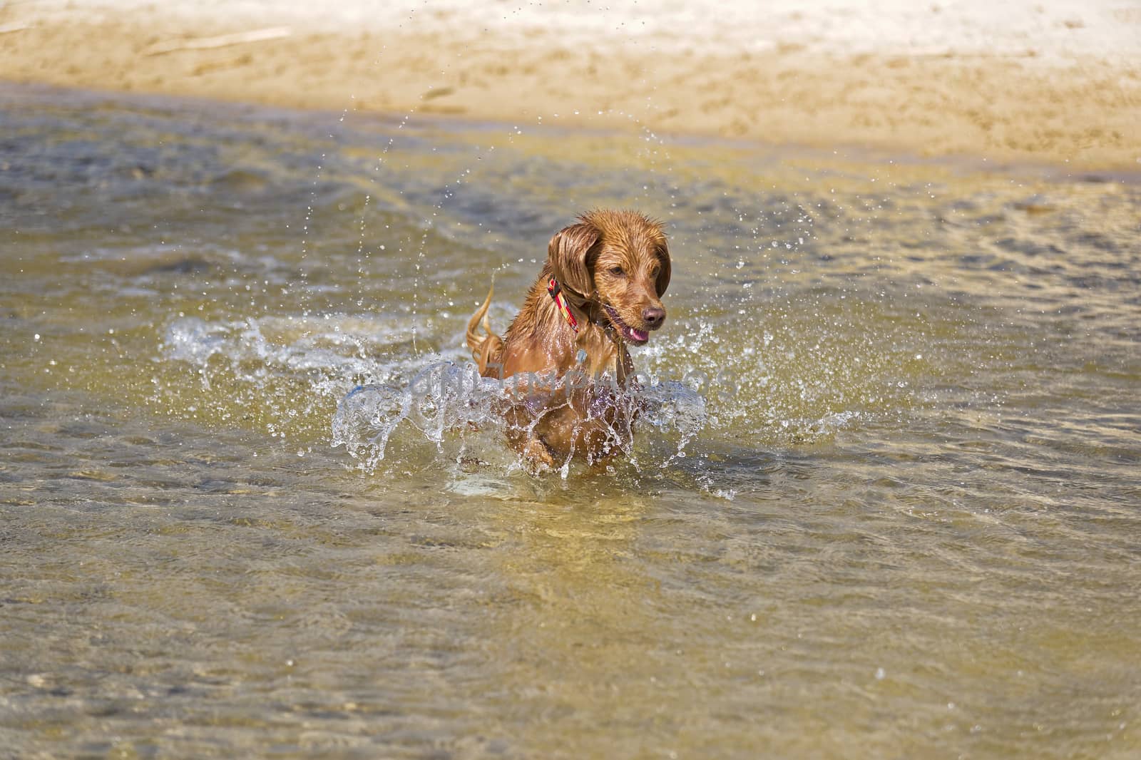 Fantasy dog plays on the beach with sea water.