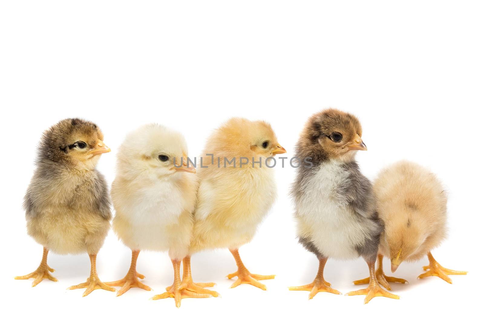 Five chickens on white background, isolation, village, summer