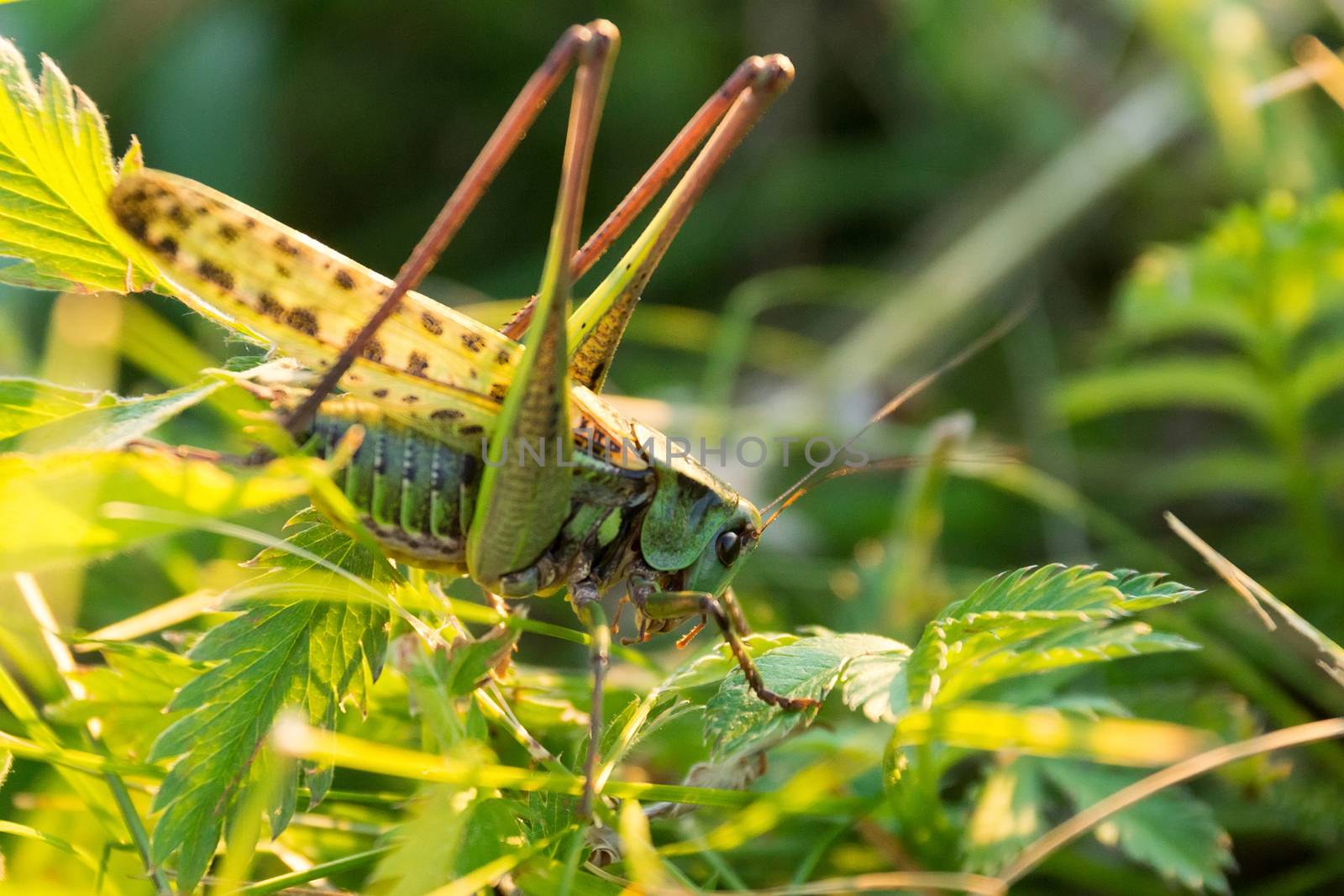 Grasshopper on the grass by AlexBush