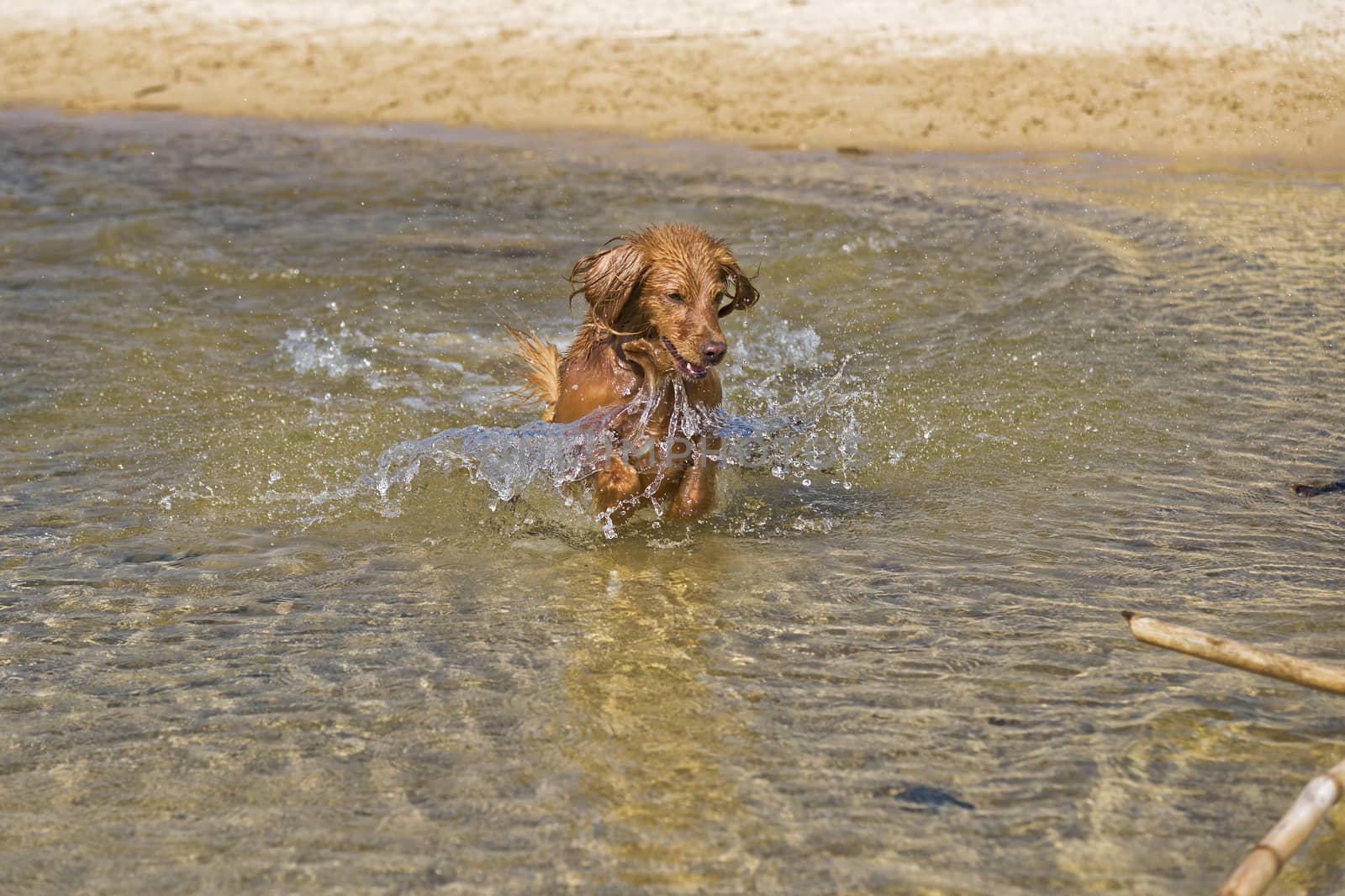 Fantasy dog plays on the beach with sea water.