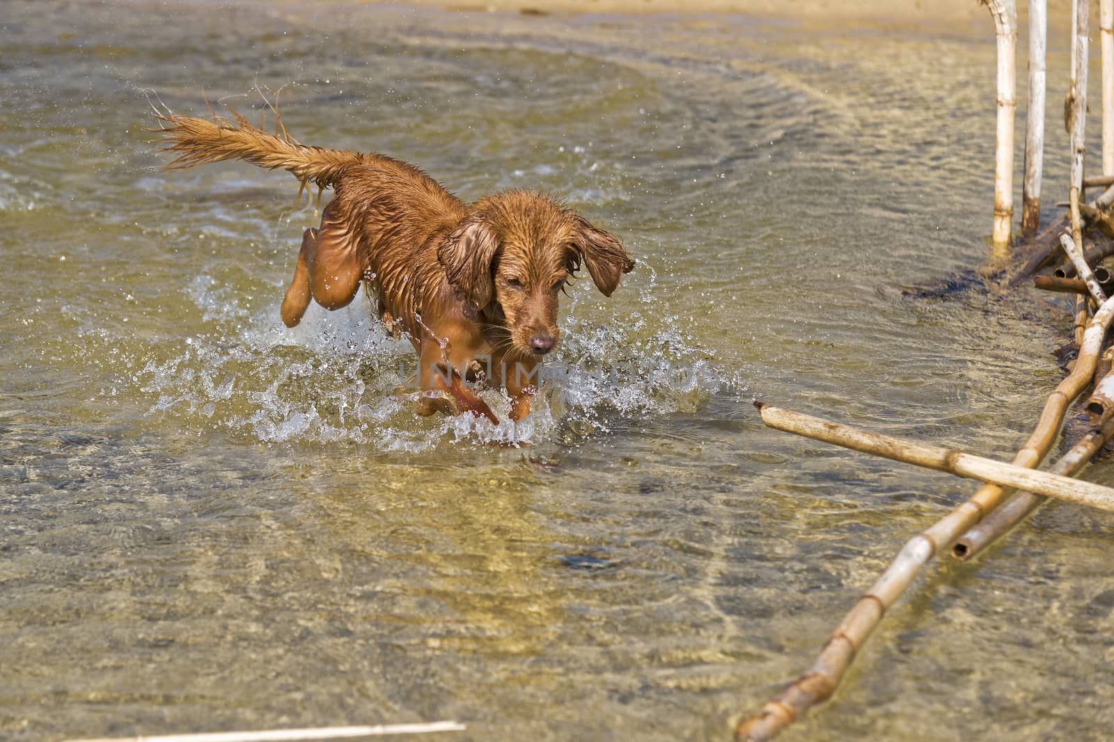 Fantasy dog plays on the beach with sea water.