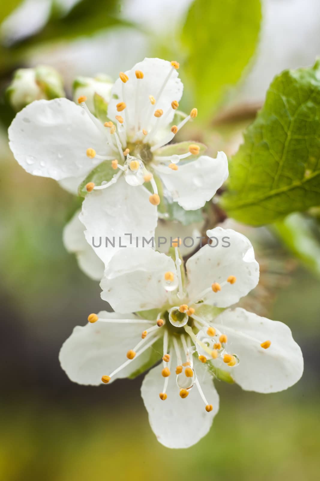 Beautiful apple tree blooming, gentle little white flowers on twig over blur green background, beauty of spring season