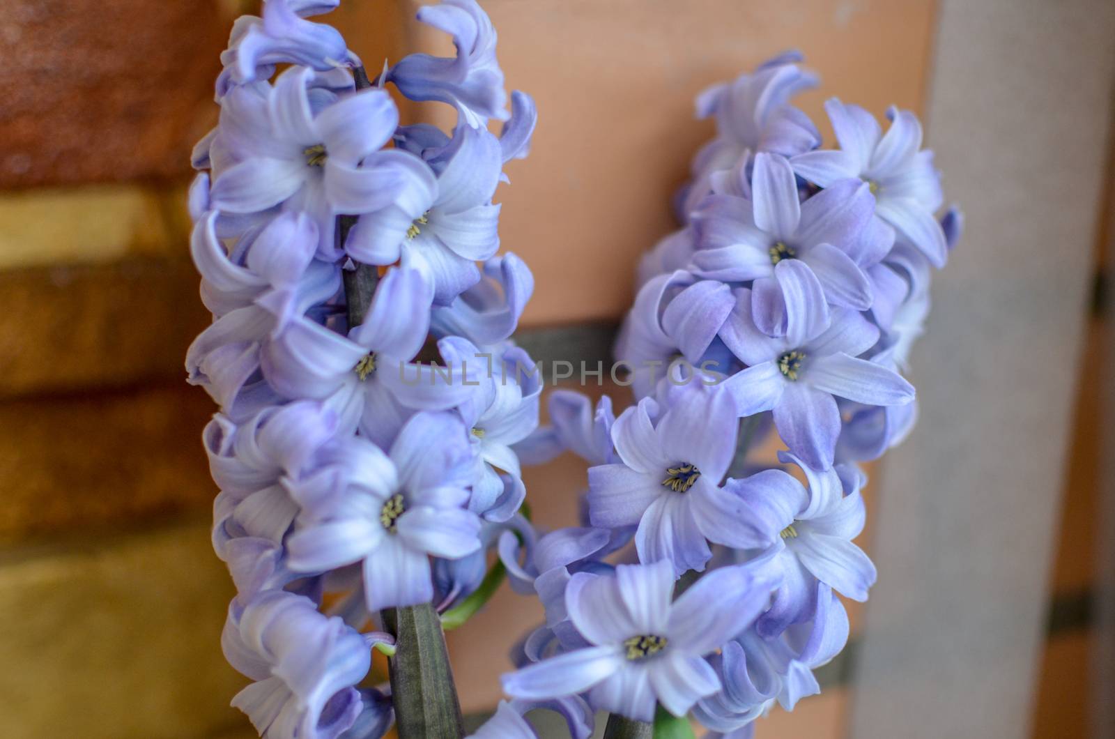 Two Delft Blue Lily Hyacinthus Orientalis Liliaceae with white pentals