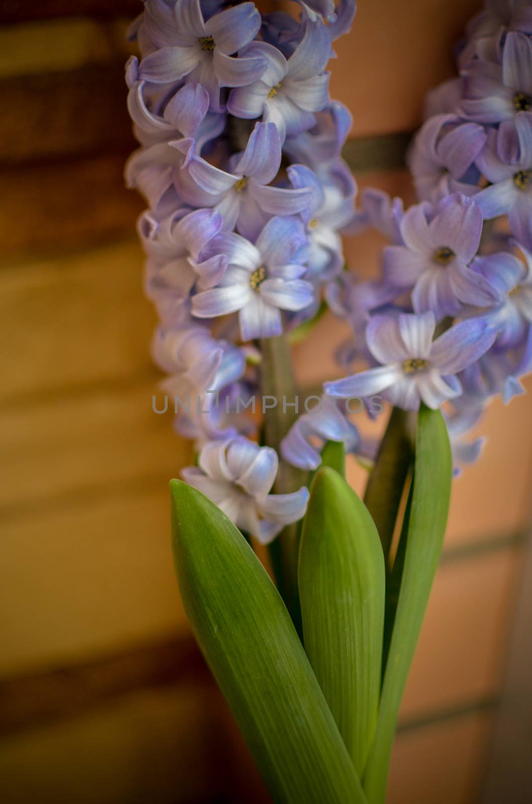 Two Delft Blue Lily Hyacinthus Orientalis Liliaceae with white pentals