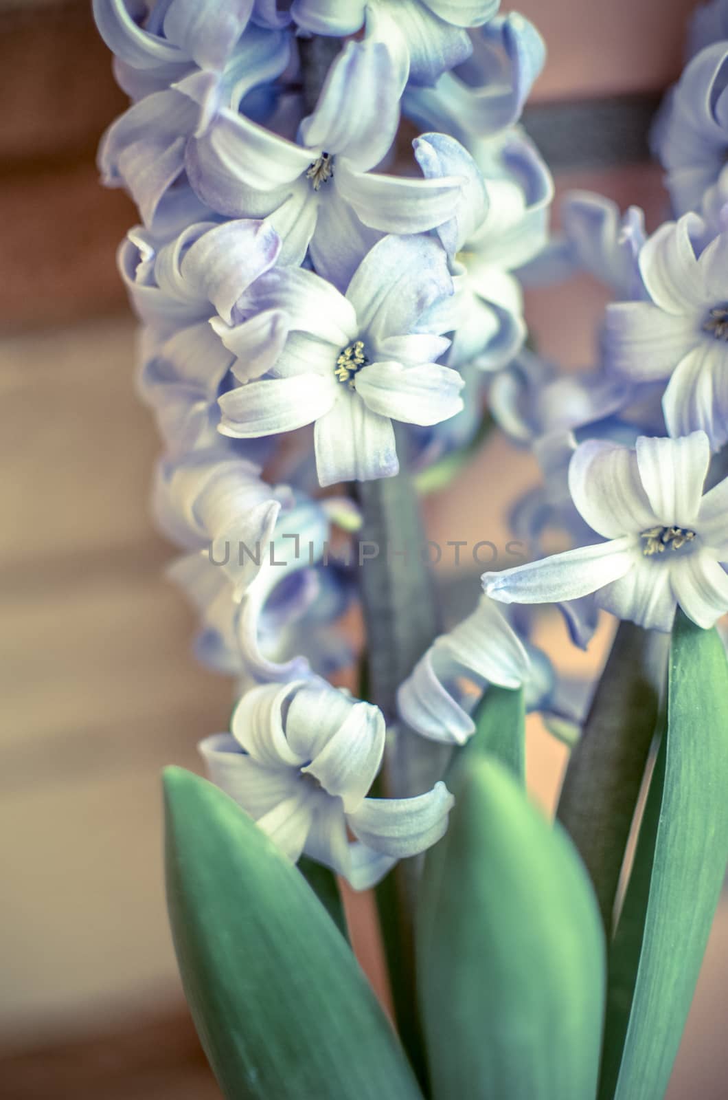 Two Delft Blue Lily Hyacinthus Orientalis Liliaceae by kimbo-bo