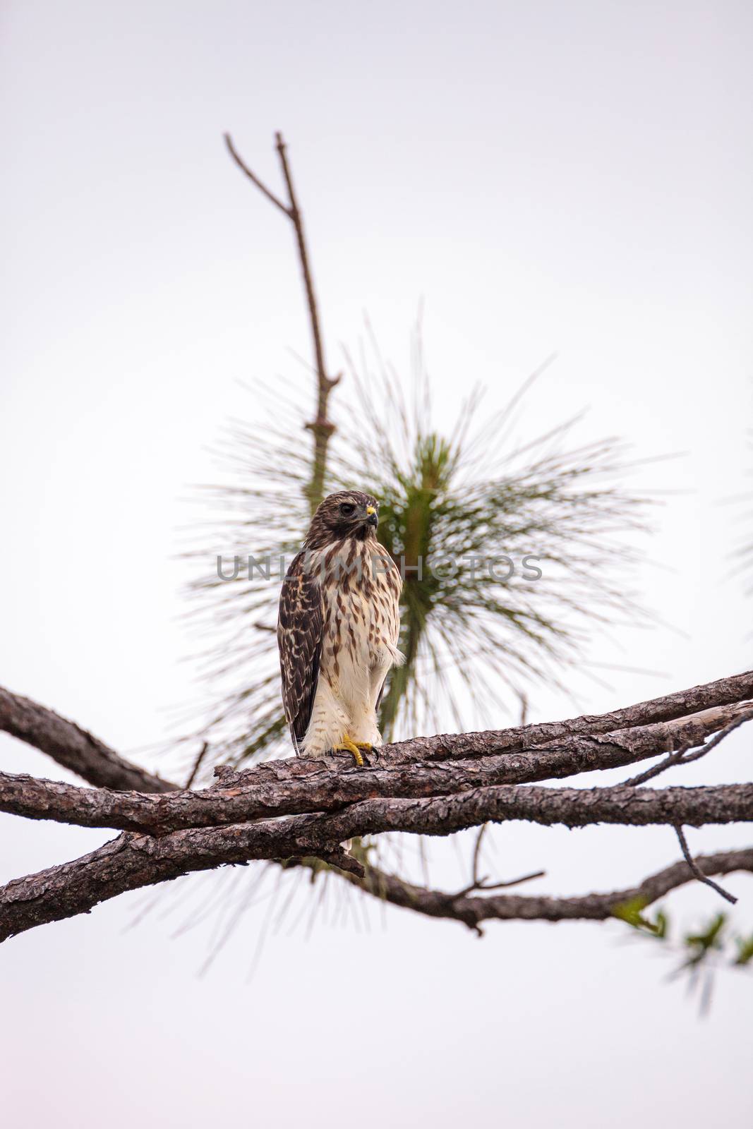 Red shouldered Hawk Buteo lineatus hunts for prey in the Corkscrew Swamp Sanctuary of Naples, Florida
