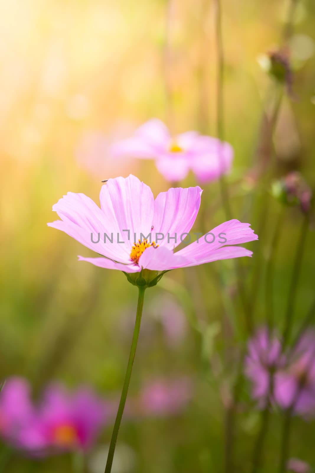 The background image of the colorful flowers, background nature