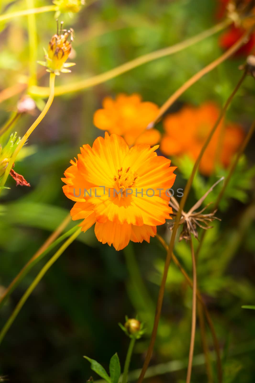 The background image of the colorful flowers, background nature