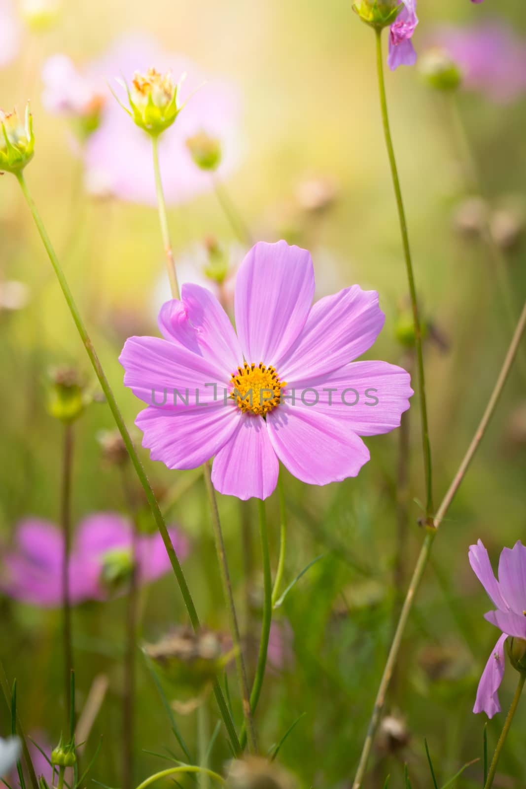 The background image of the colorful flowers, background nature