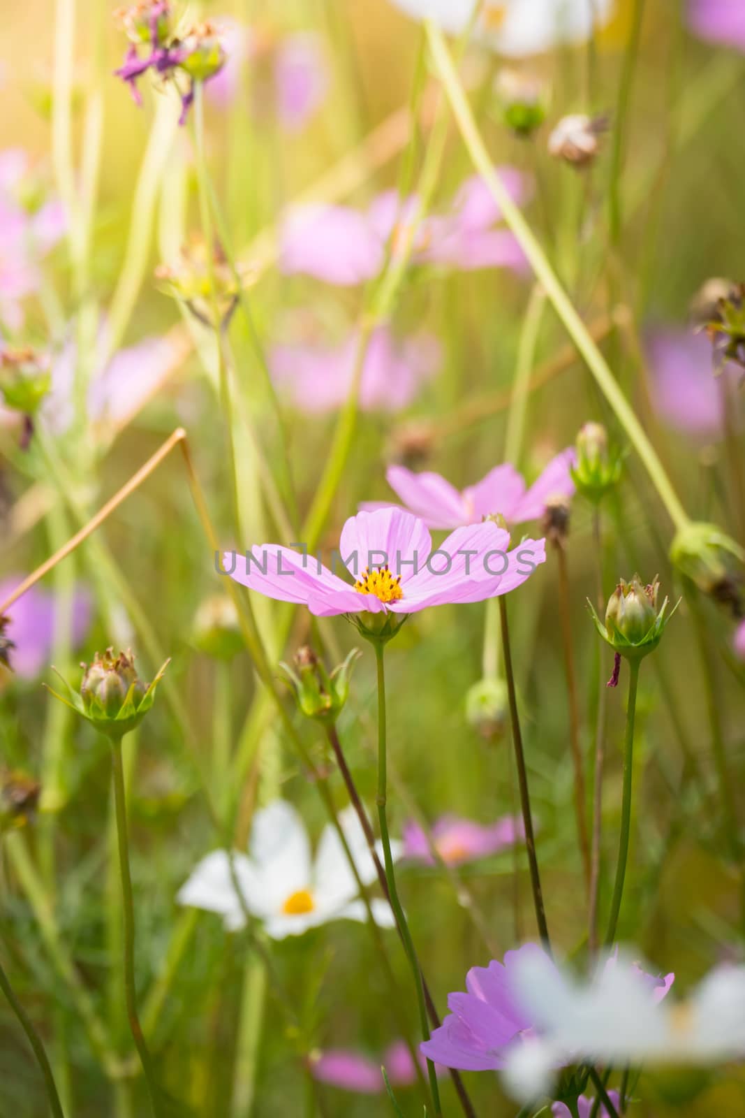 The background image of the colorful flowers, background nature