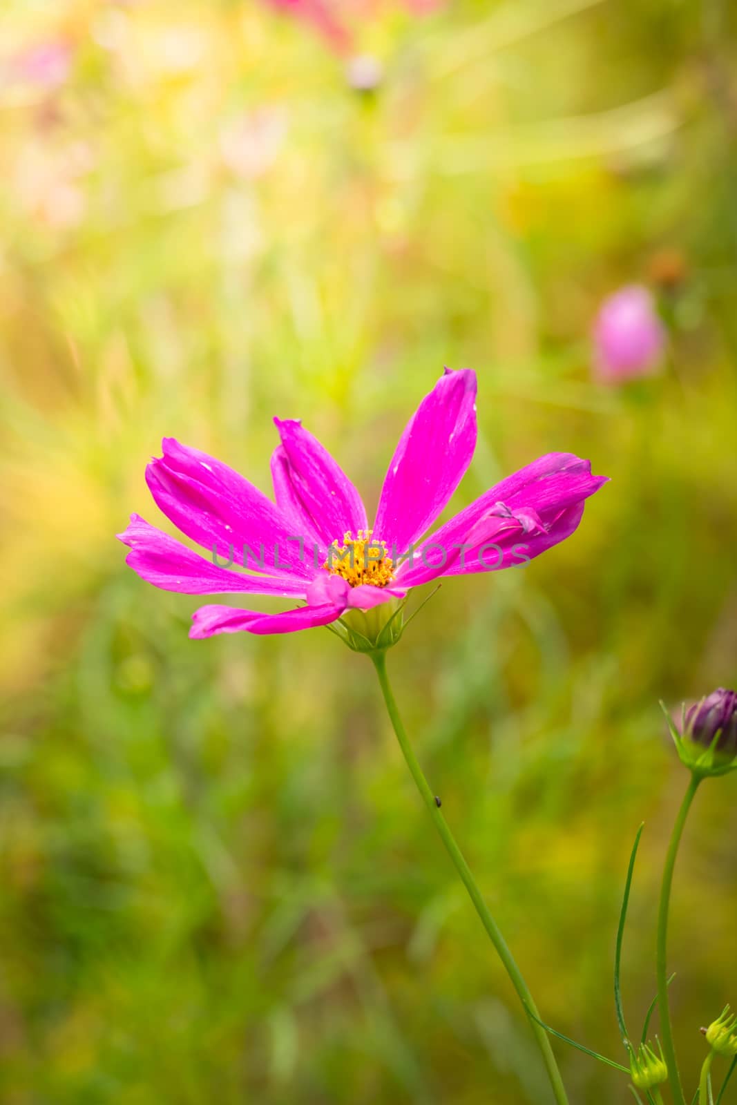 The background image of the colorful flowers, background nature