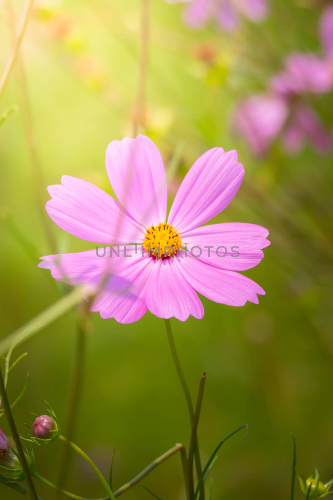 The background image of the colorful flowers, background nature