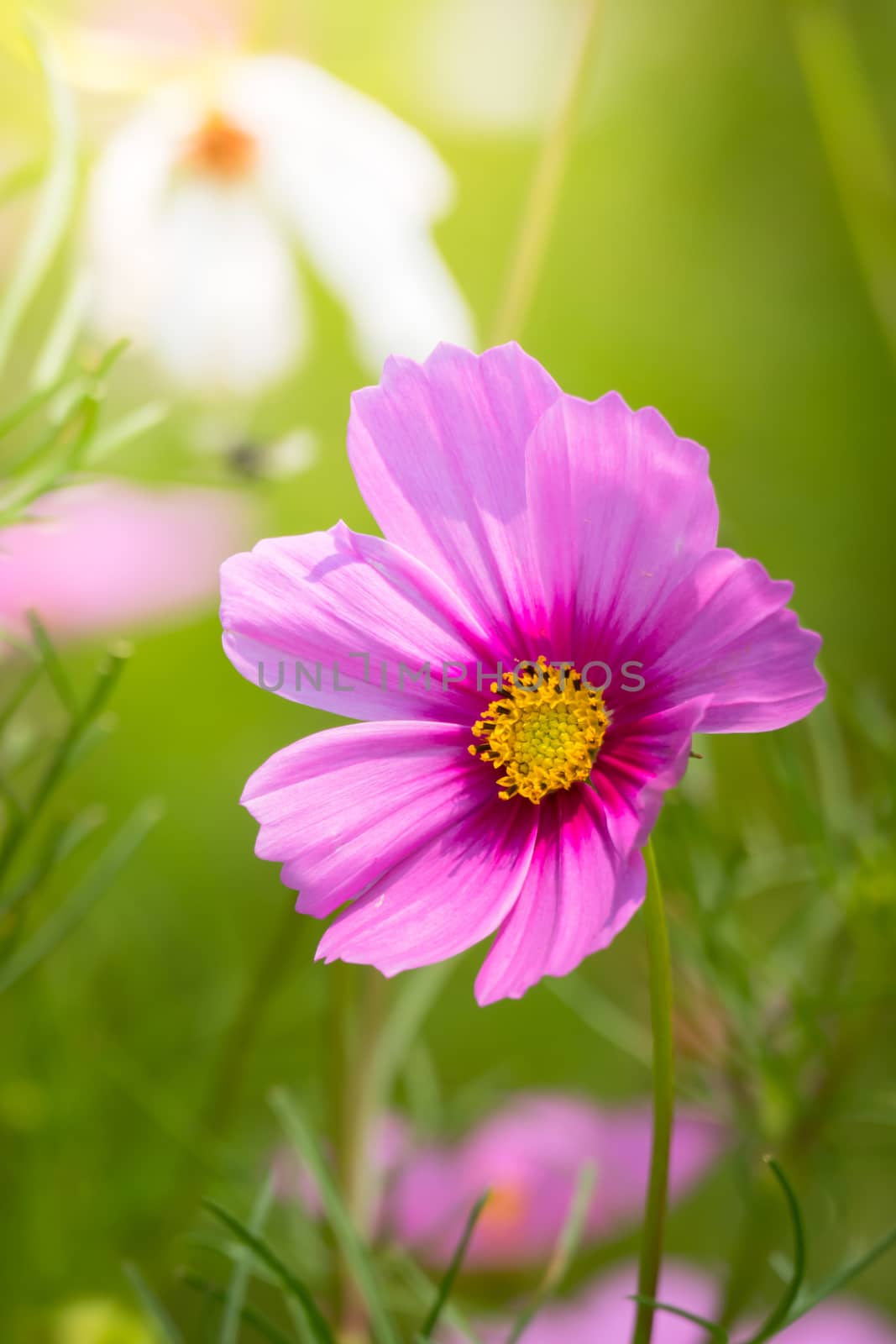 The background image of the colorful flowers, background nature