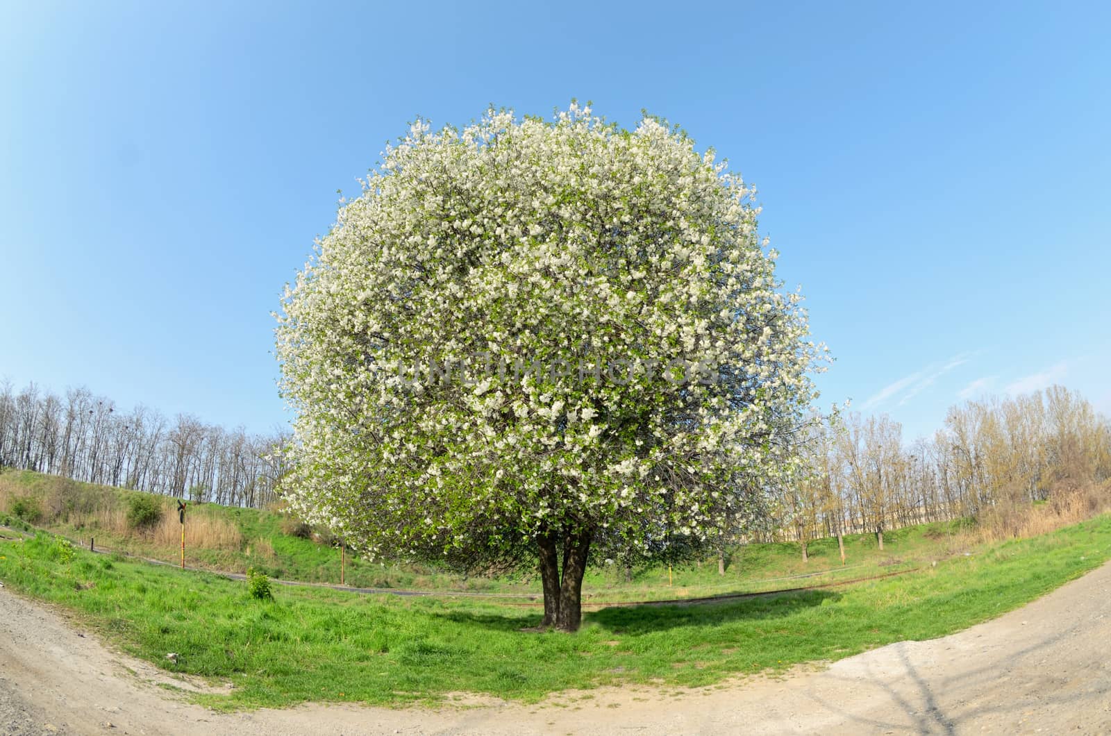 Blossoming Cherry Tree in Spring