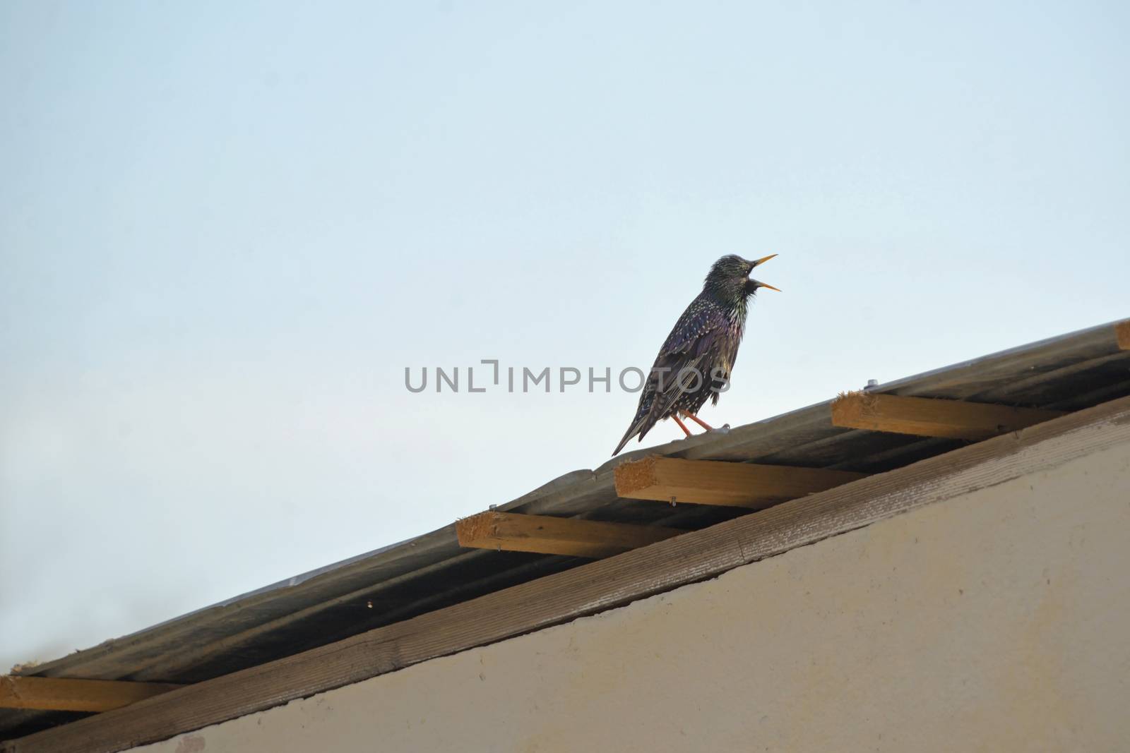 Common starling bird on roof