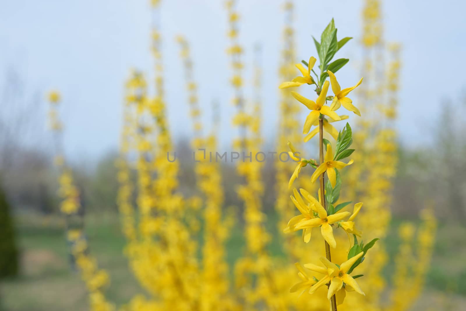 Blooming forsythia bush  by mady70