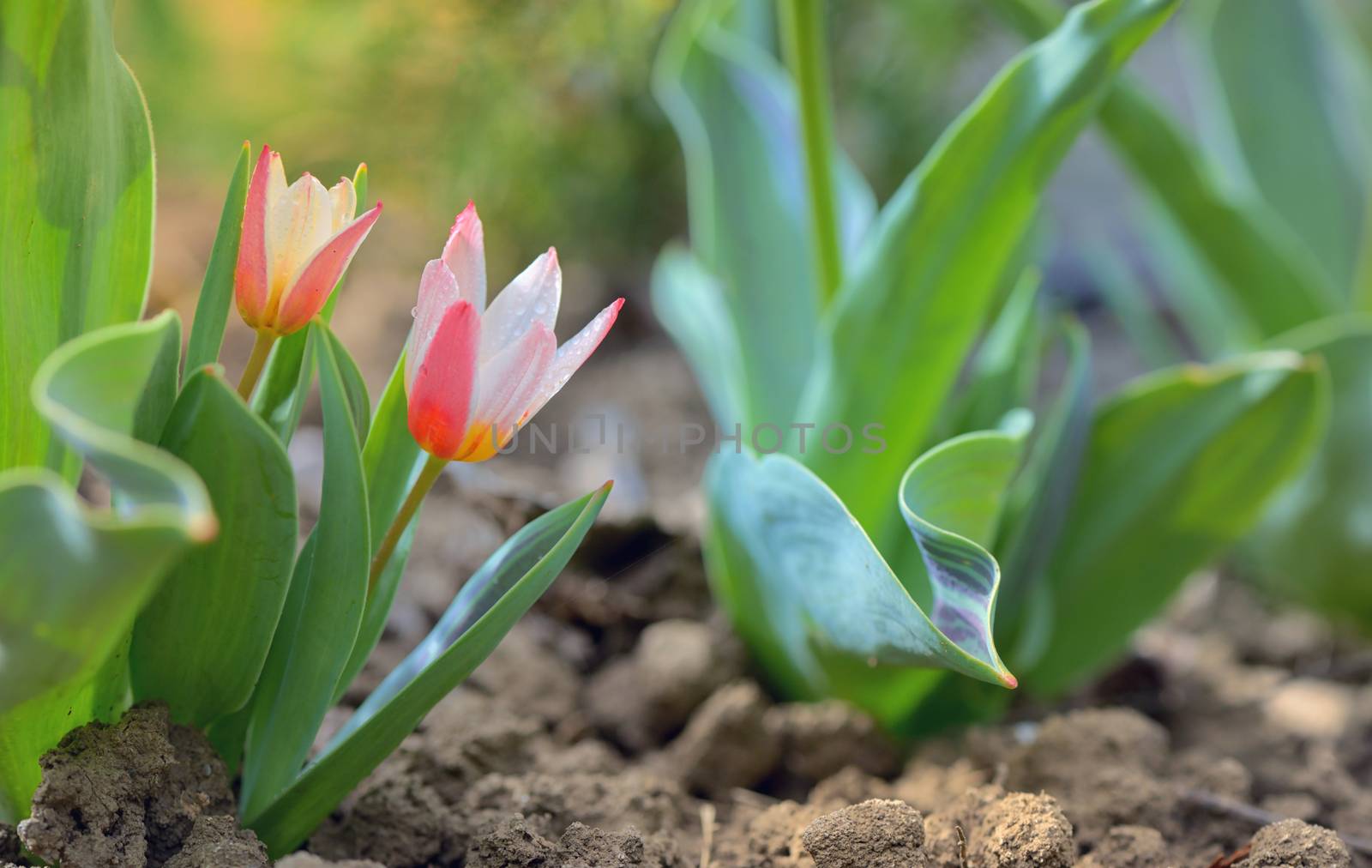 Growing small tulip plant in garden