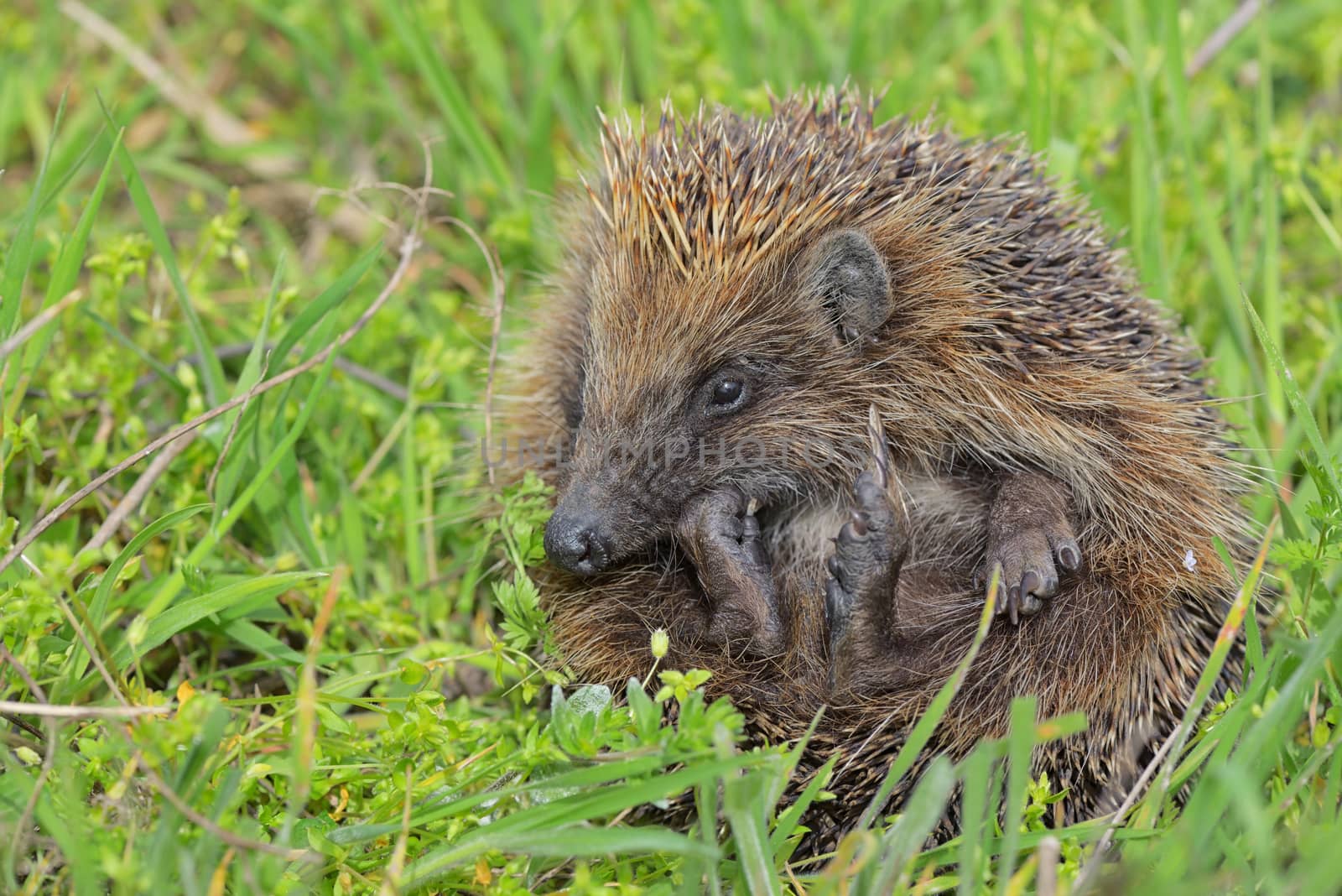 Young european hedgehog in grass