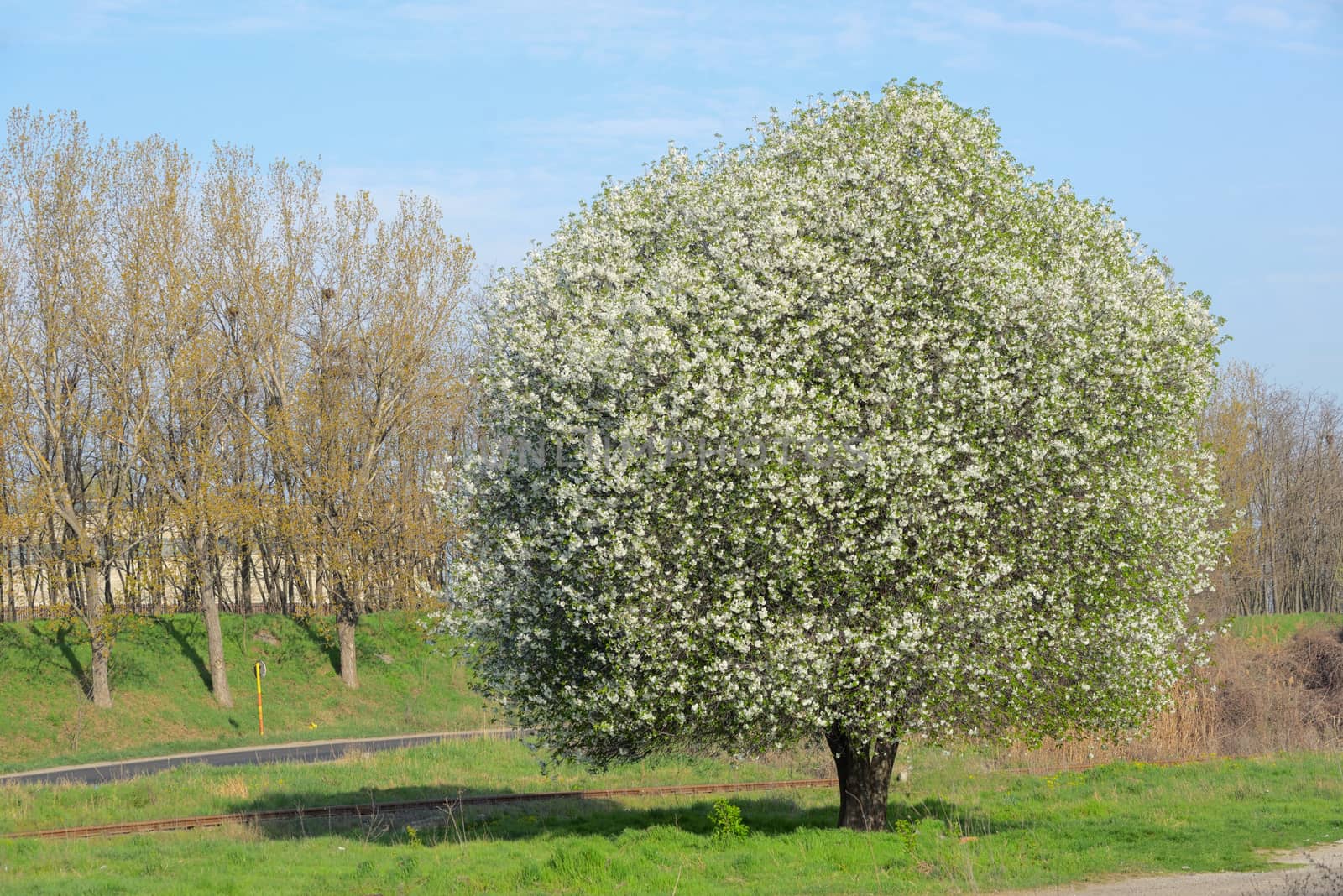 Blossoming Cherry Tree in Spring