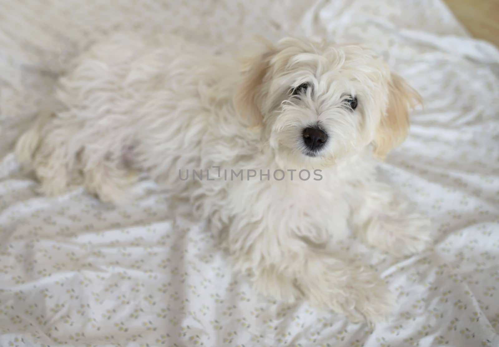 Young maltese dog resting