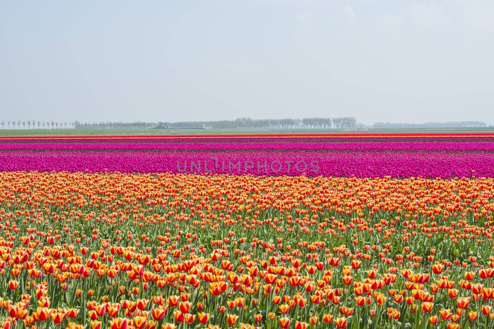 filed of red yellow purple and pink tulips in holland on goeree with single tree at the background in holland