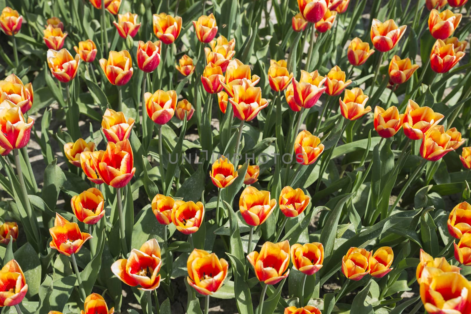 filed of red and yellow tluip flowers in holland where the flowers are famous and popular for export