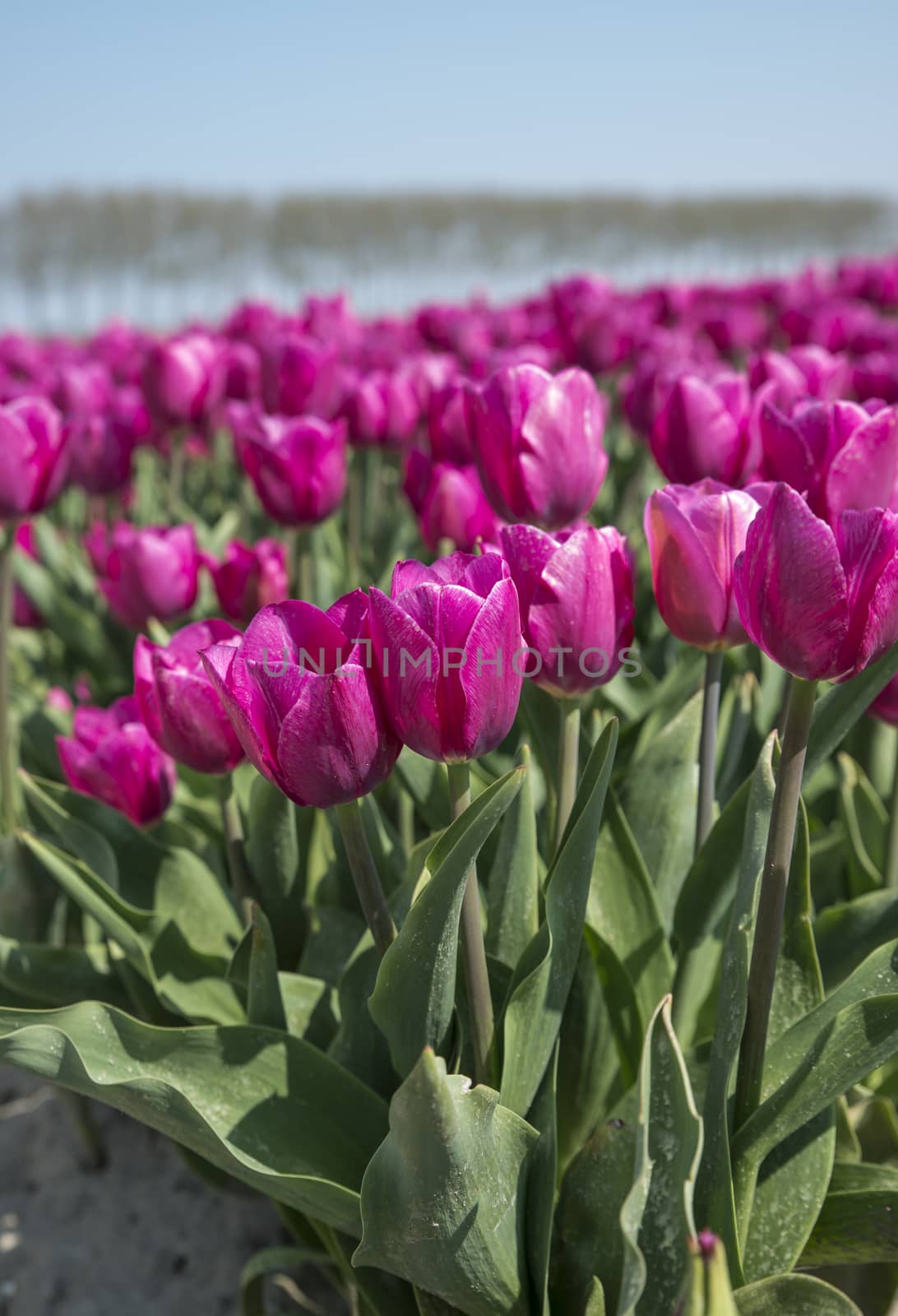 field with purple tulip flowers in holland, the flowers are famous for export all over the world