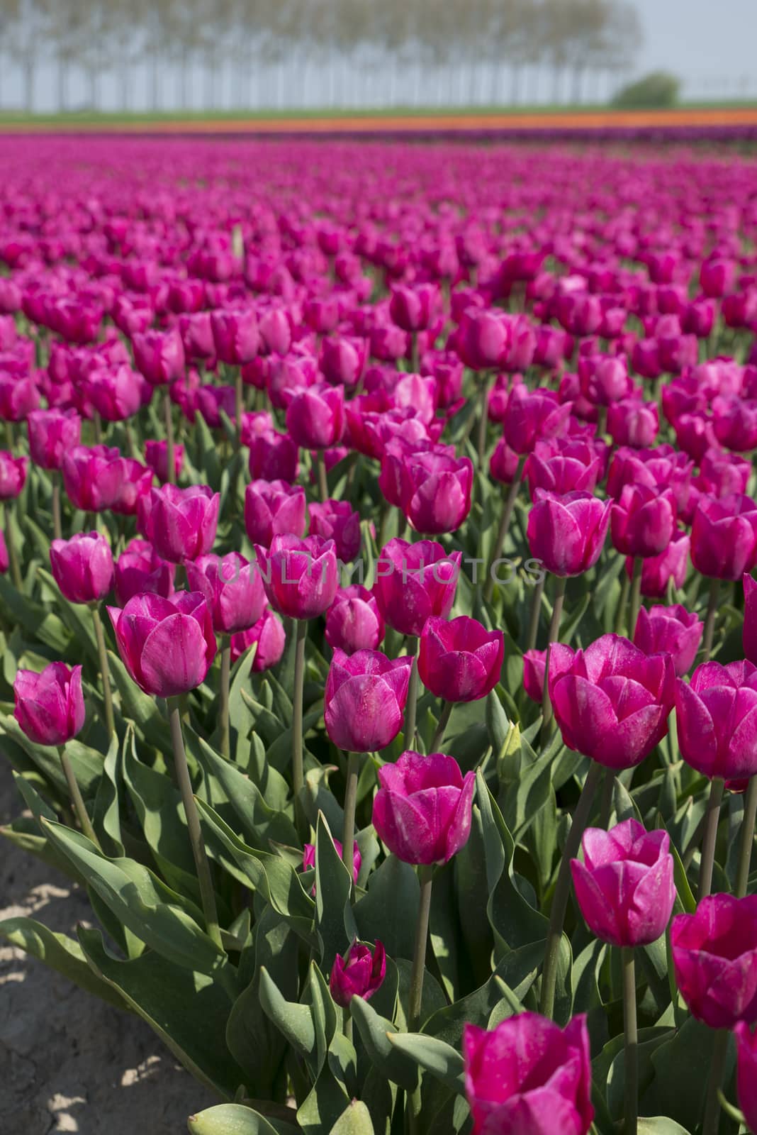 field with pink ardour apple tulip flowers in holland, the flowers are famous for export all over the world