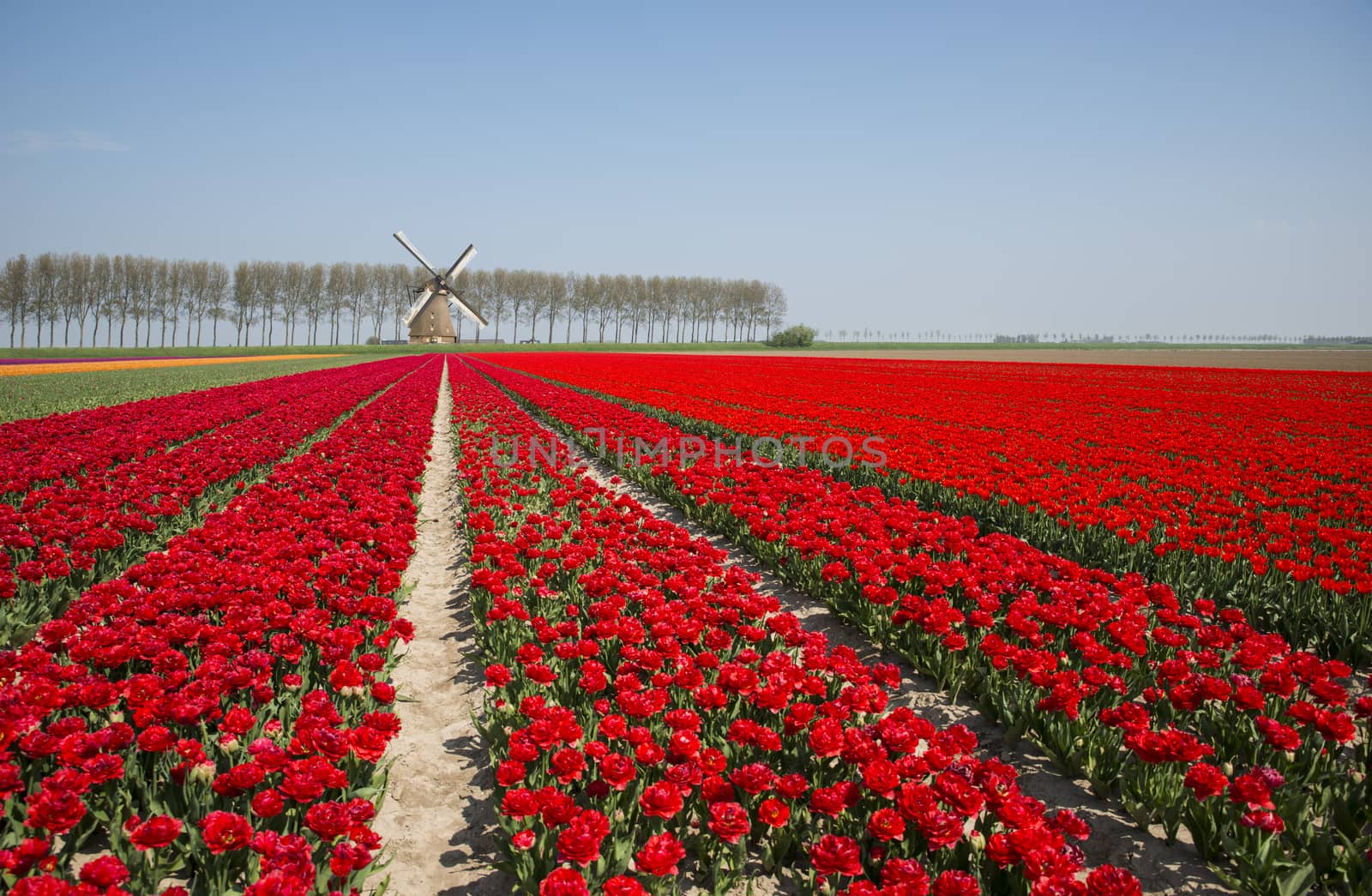 field of red and yellow tulips in holland by compuinfoto
