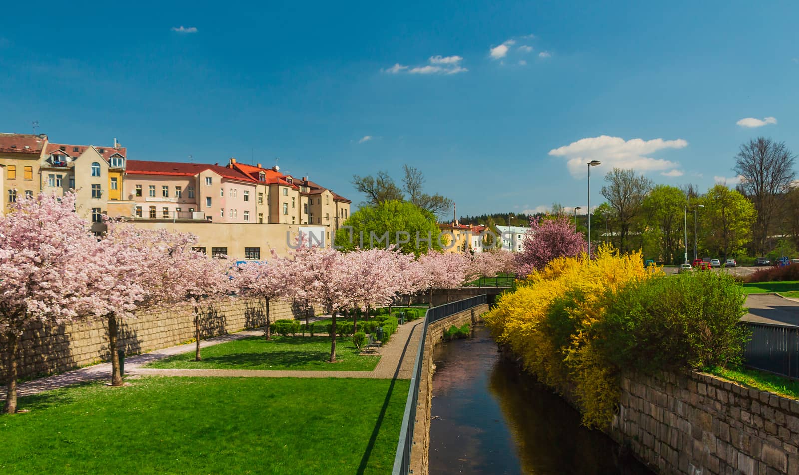 blooming trees in the middle of the city