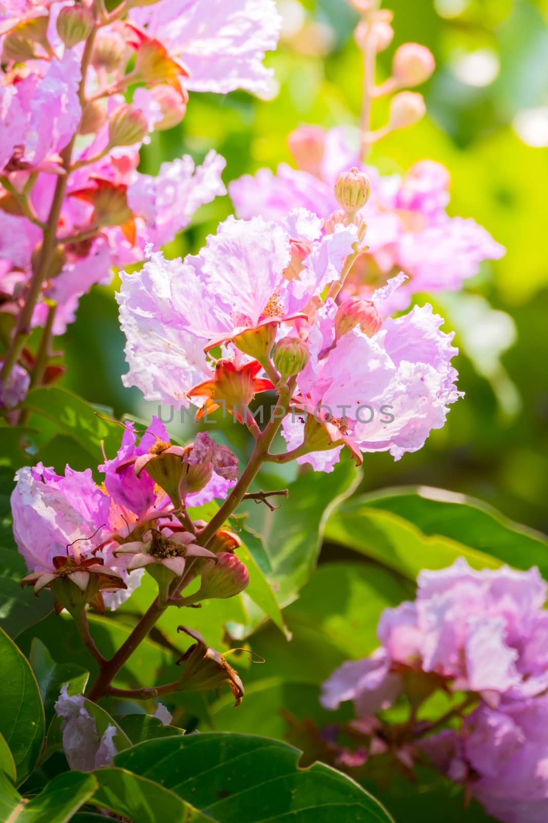 The background image of the colorful flowers, background nature