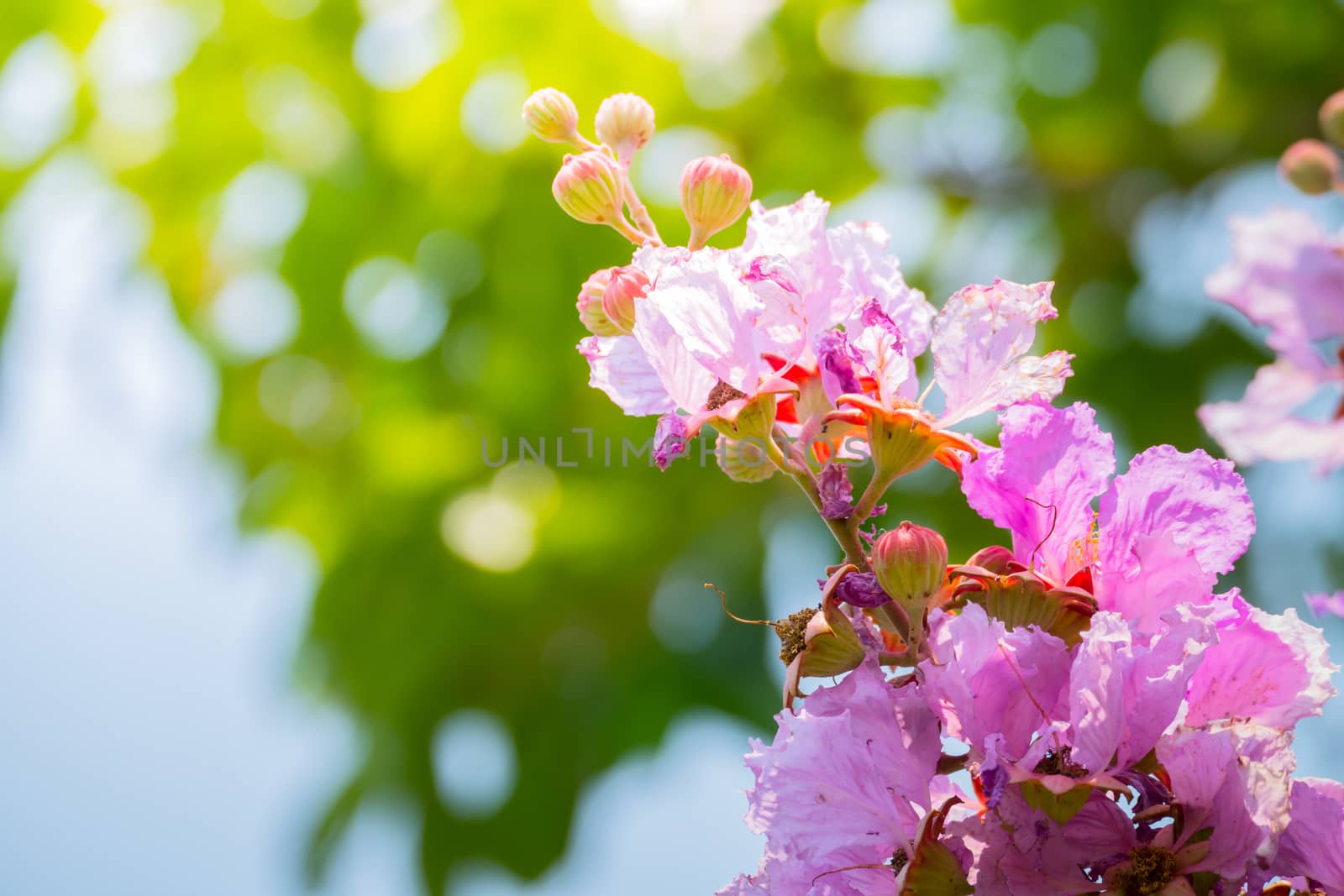 The background image of the colorful flowers, background nature