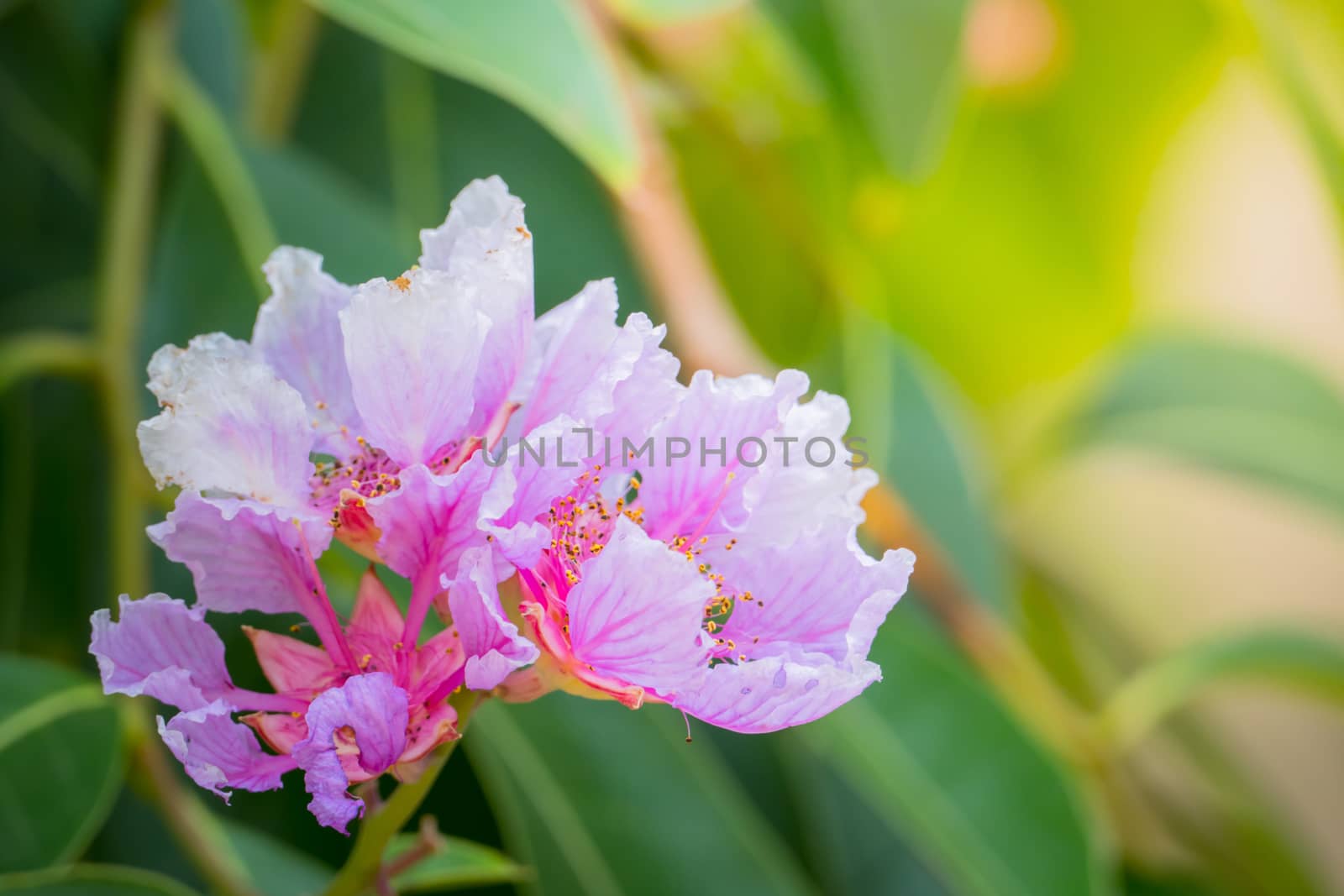 The background image of the colorful flowers, background nature