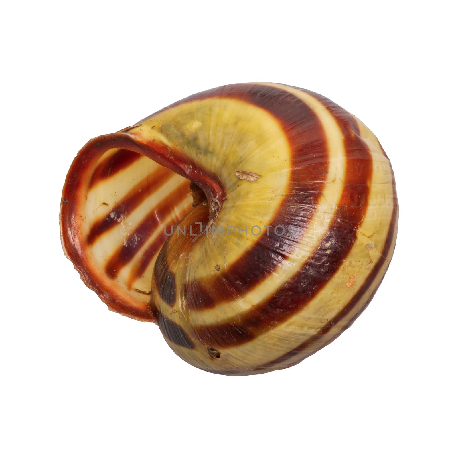 Snail shell isolated on a white background
