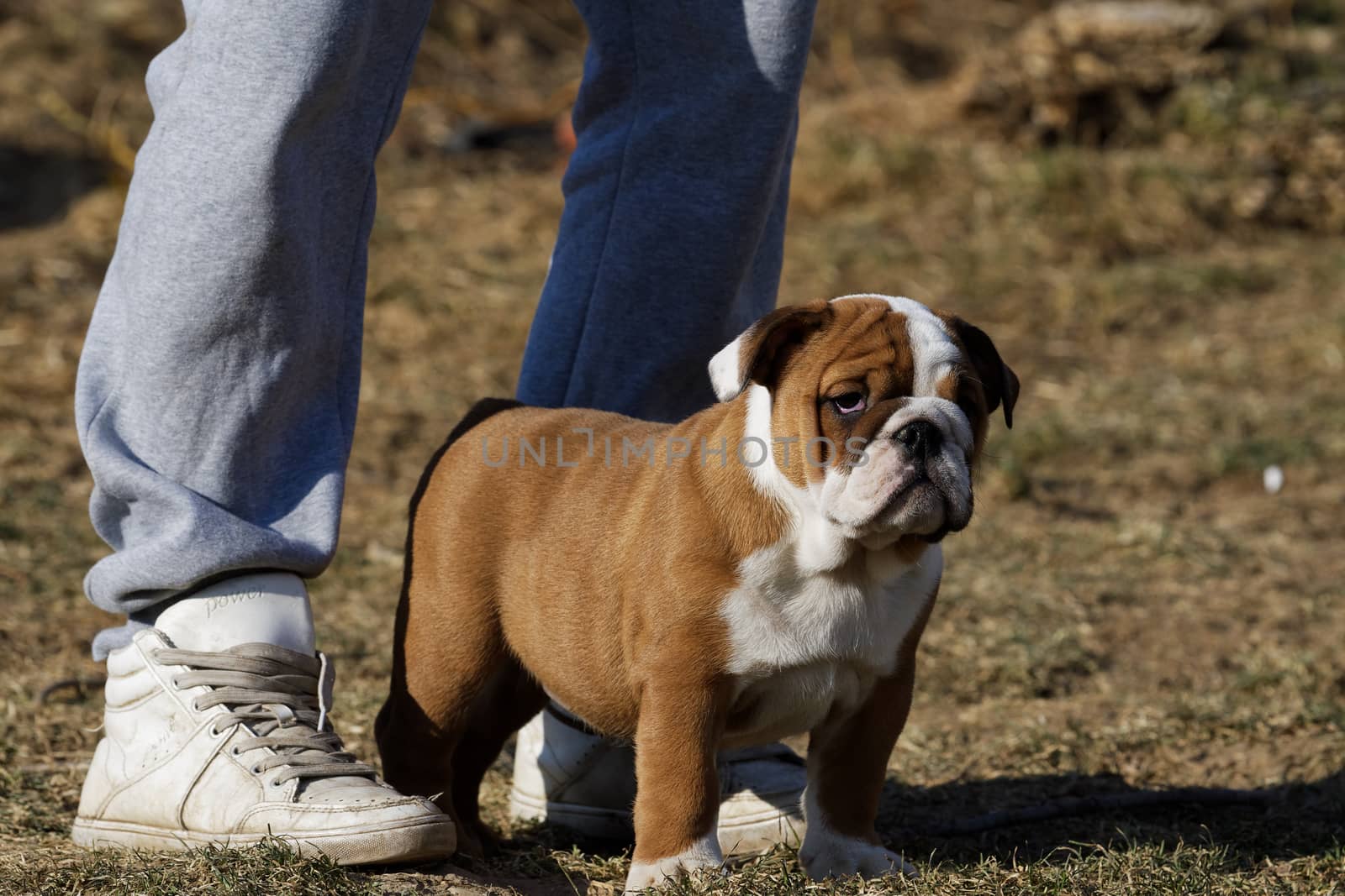 Portrait of the english bulldog in outdoor